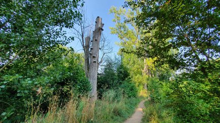 Ein schmaler Trampelpfad führt an einem alten Baumstamm mit Baumpilzen und hohen Gräsern vorbei.