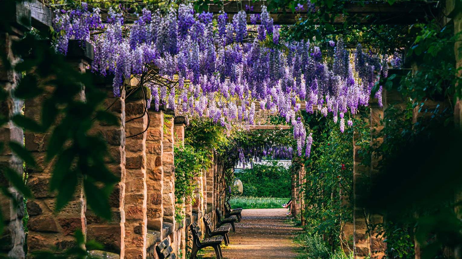 Ein von Säulen gesäumter Parkweg mit lila Blauregen und Holzbänken im Fürther Stadtpark.