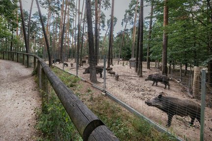 Wildschweine und Frischlinge in einem Waldgehege hinter einem Zaun neben einem Waldspazierweg.