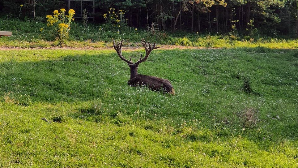 Ein Hirsch im Rotwildgehege des Fürther Stadtwalds, liegend im Gras im Schatten.