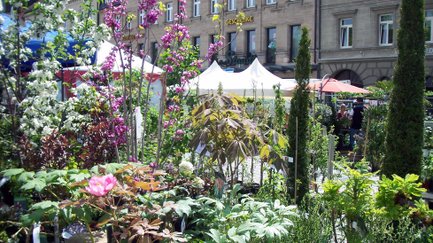 Pflanzen- und Blumenstände auf dem Gartenmarkt, im Hintergrund weitere Marktzelte.