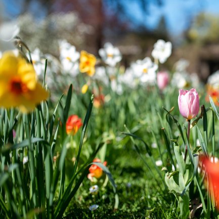 Blühende Wiese mit farbenfrohen Blumen im Fürther Stadtpark, eingebettet in frisches Grün