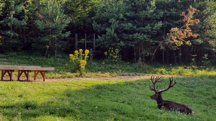 Ein Abschnitt des Stadtwaldes in Fürth mit Bäumen und naturbelassenen Wegen