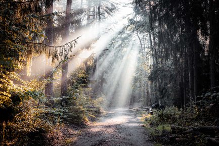 Sonniger Wanderweg im grünen Stadtwald Fürth zwischen hohen Bäumen bei Tageslicht