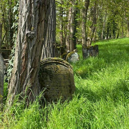 Historischer Grabstein auf dem Alten Jüdischen Friedhof in Fürth, umgeben von Bäumen und Gras