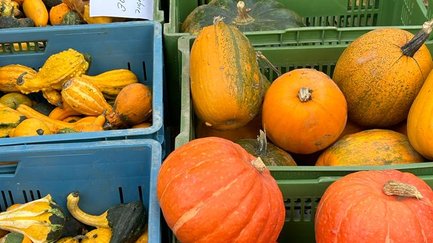 Mehrere Holzkisten voller verschiedener Kürbissorten auf dem Apfelmarkt in Fürth.