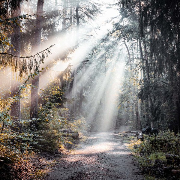 Sonniger Wanderweg im grünen Stadtwald Fürth zwischen hohen Bäumen bei Tageslicht