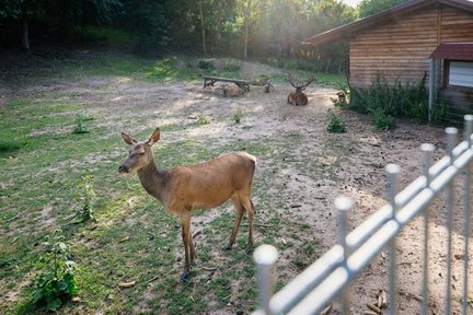 Eine Hirschkuh steht nah am Zaun, dahinter ruhen weitere Hirsche mit Geweih vor einer Holzhütte.