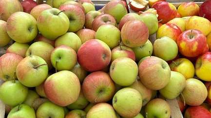 Holzkisten mit verschiedenen Apfelsorten und Sortenschildern auf dem Apfelmarkt in Fürth.