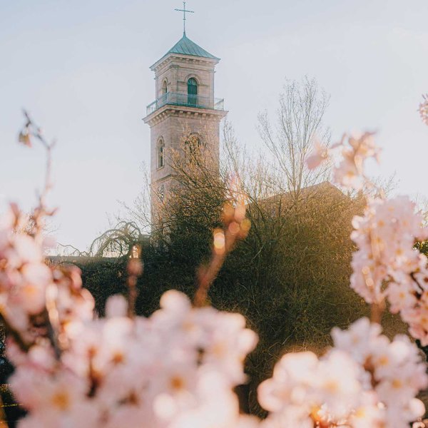 Auferstehungskirche Fürth mit blühendem Kirschbaum im Vordergrund bei sonnigem Frühlingswetter