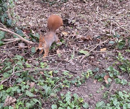 Eichhörnchen Wiesengrund Ein rotes Eichhörnchen sitzt zwischen Blättern am Fürther Wiesengrund.
