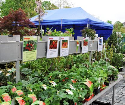 Gartenmarkt_1 Verschiedene Pflanzen werden auf dem Markt zum Verkauf dargeboten.
