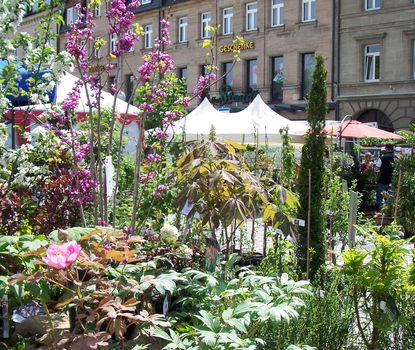 Gartenmarkt_7 Verschiedene Pflanzen die verkauft werden, sind auf der Fürther Freiheit zu sehen.