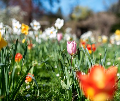 Stadtpark Fürth Blühende Tulpen und Krokusse, die im Frühling im Stadtpark Fürth blühen.
