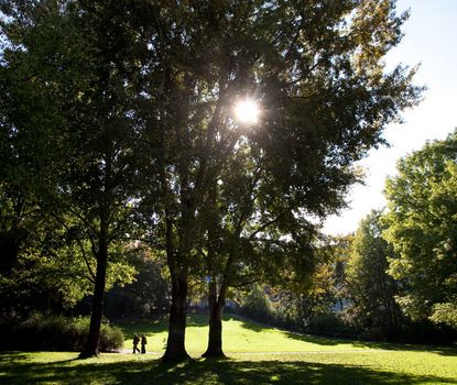 Sonnenschein im Fürther Stadtpark Die Sonne scheint durch die Bäume im Fürther Stadtpark
